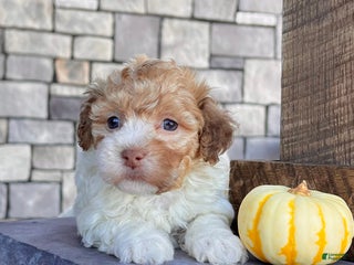 Havanese dogs - Ad 33