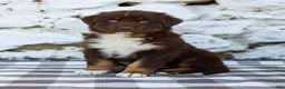 Australian Shepherd dogs for sale: Murphy - Ad 4
