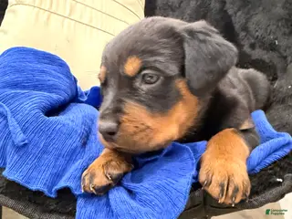 Rottweiler dogs Rottweiler Puppy 5 - Ad 4