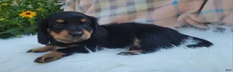 Miniature Dachshund dogs for sale: Vivian  - Ad 26
