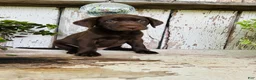 Labrador Retriever dogs for sale: Daisy  - Ad 5