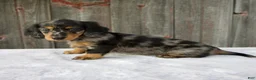 Miniature Dachshund dogs for sale: Mali - Ad 3