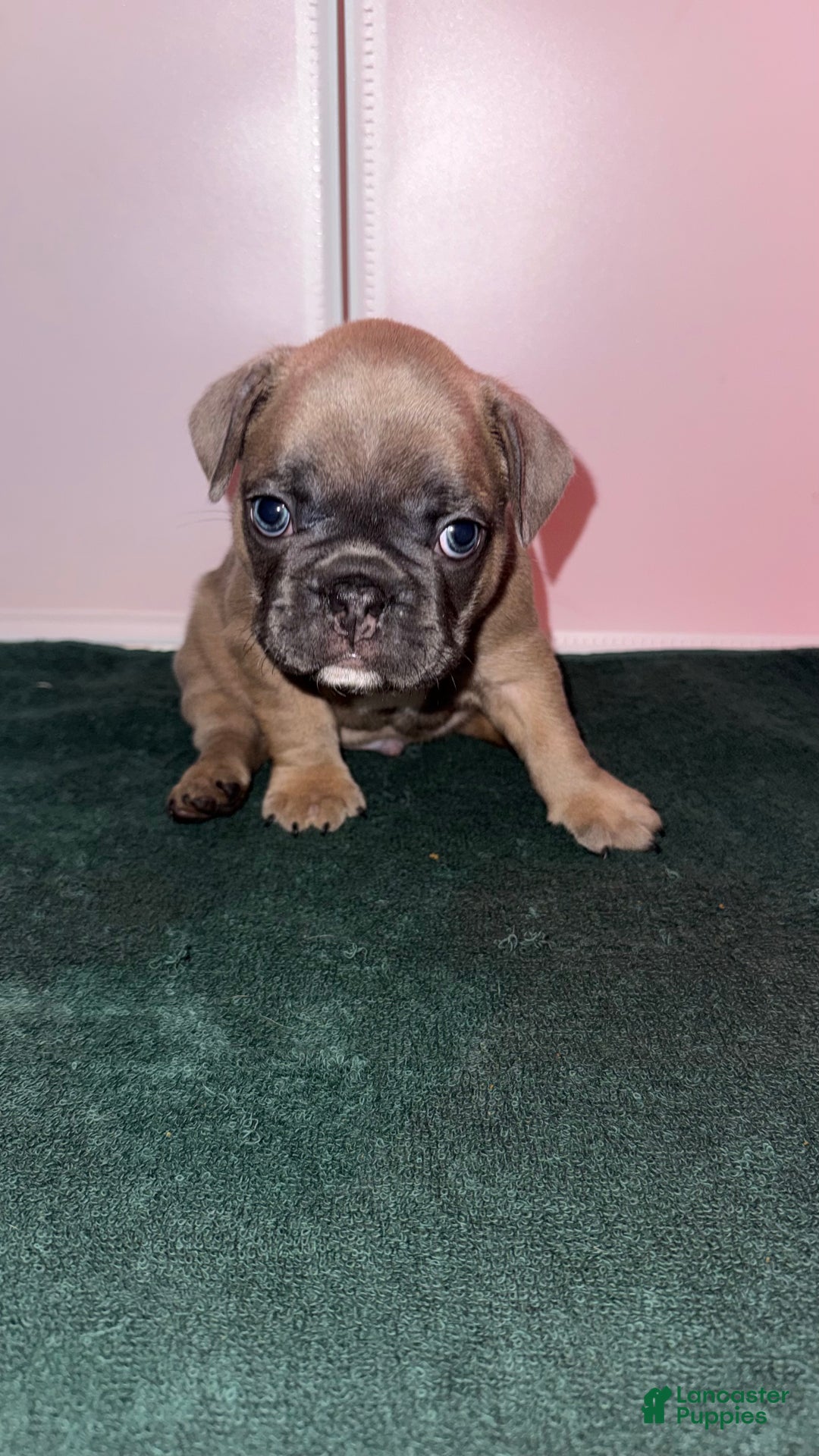 French Bulldog dogs for sale: Star - Ad 6