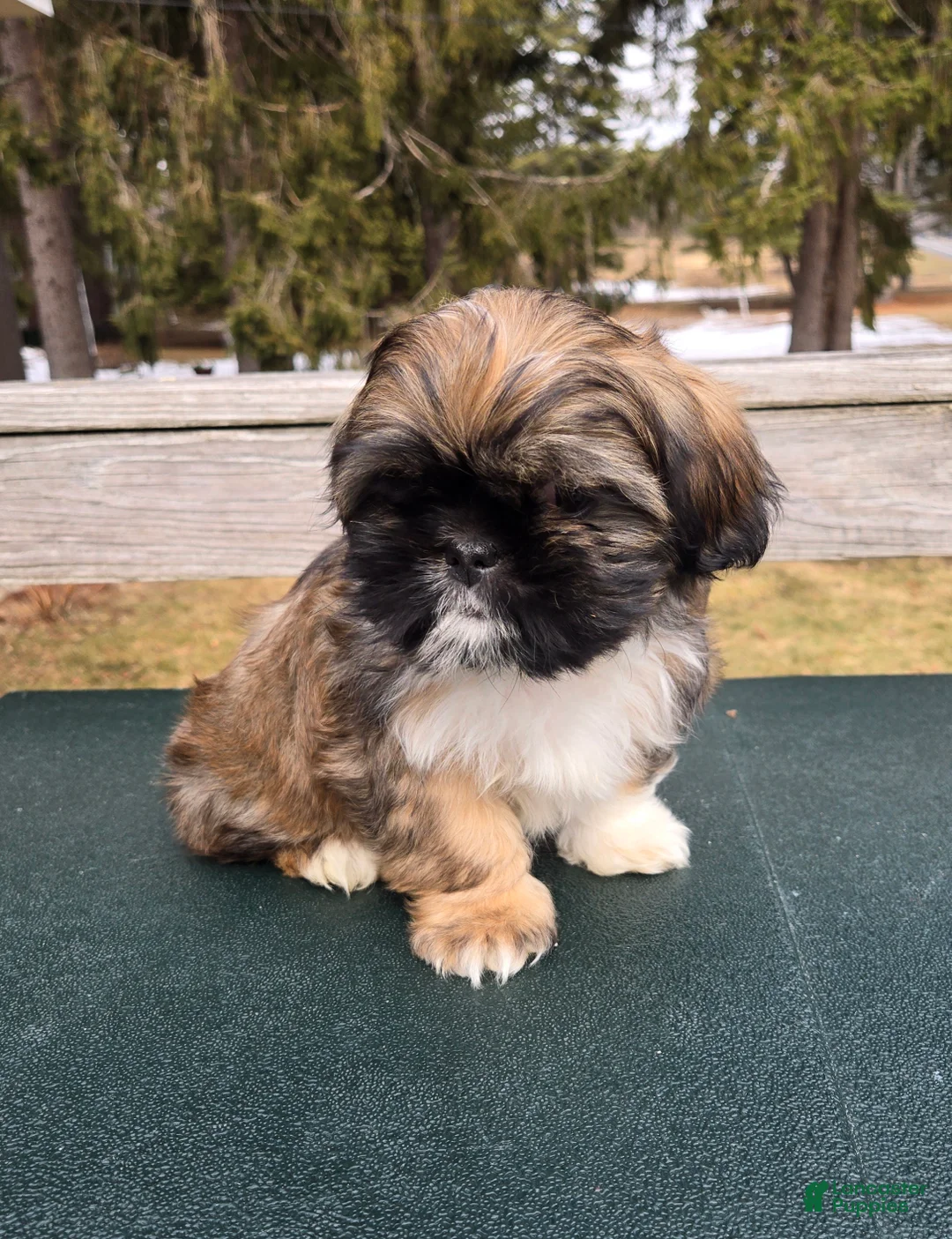 Mixed Breed dogs for sale: Grizzly  - Ad 2