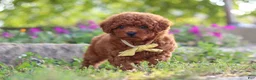 Miniature Poodle dogs for sale: Jance - Ad 8