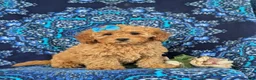 Cockapoo dogs for sale: Nyla Hypoallergenic - Ad 3