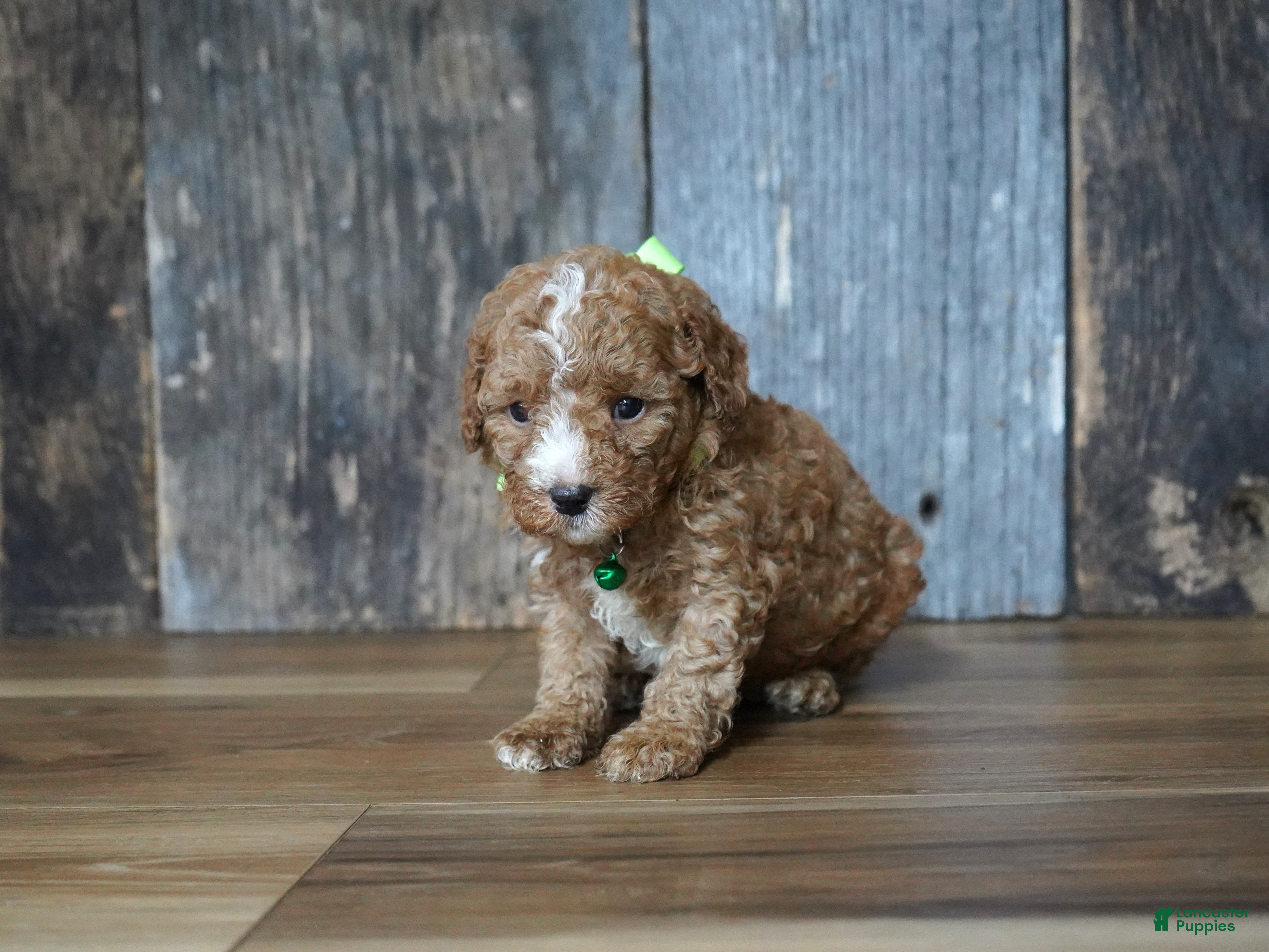 Cavapoo dogs Max - Ad 2