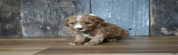 Cavapoo dogs for sale: Max - Ad 2