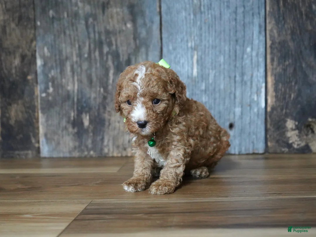 Cavapoo dogs for sale: Max - Ad 2