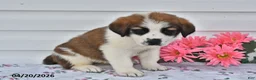 Saint Bernard dogs for sale: Blair - Ad 2