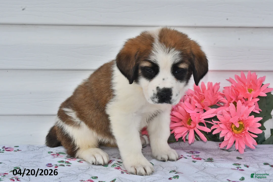 Saint Bernard dogs for sale: Blair - Ad 2