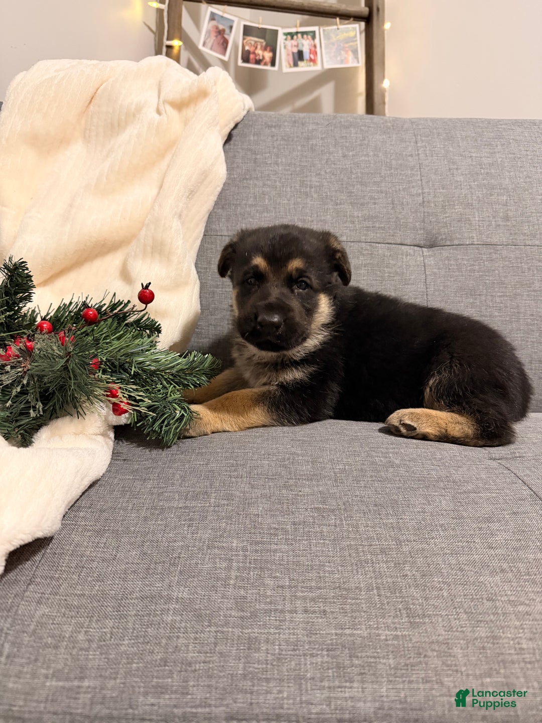 German Shepherd dogs for sale: German Shepherd Puppy 2 - Ad 4