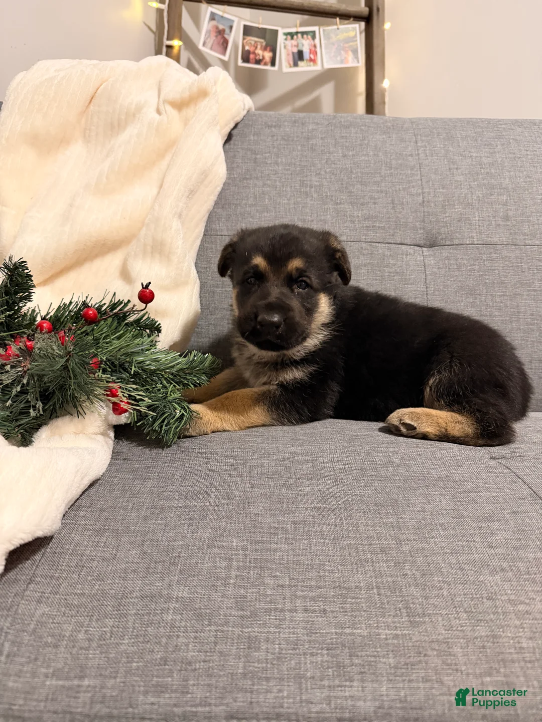 German Shepherd dogs for sale: German Shepherd Puppy 2 - Ad 4