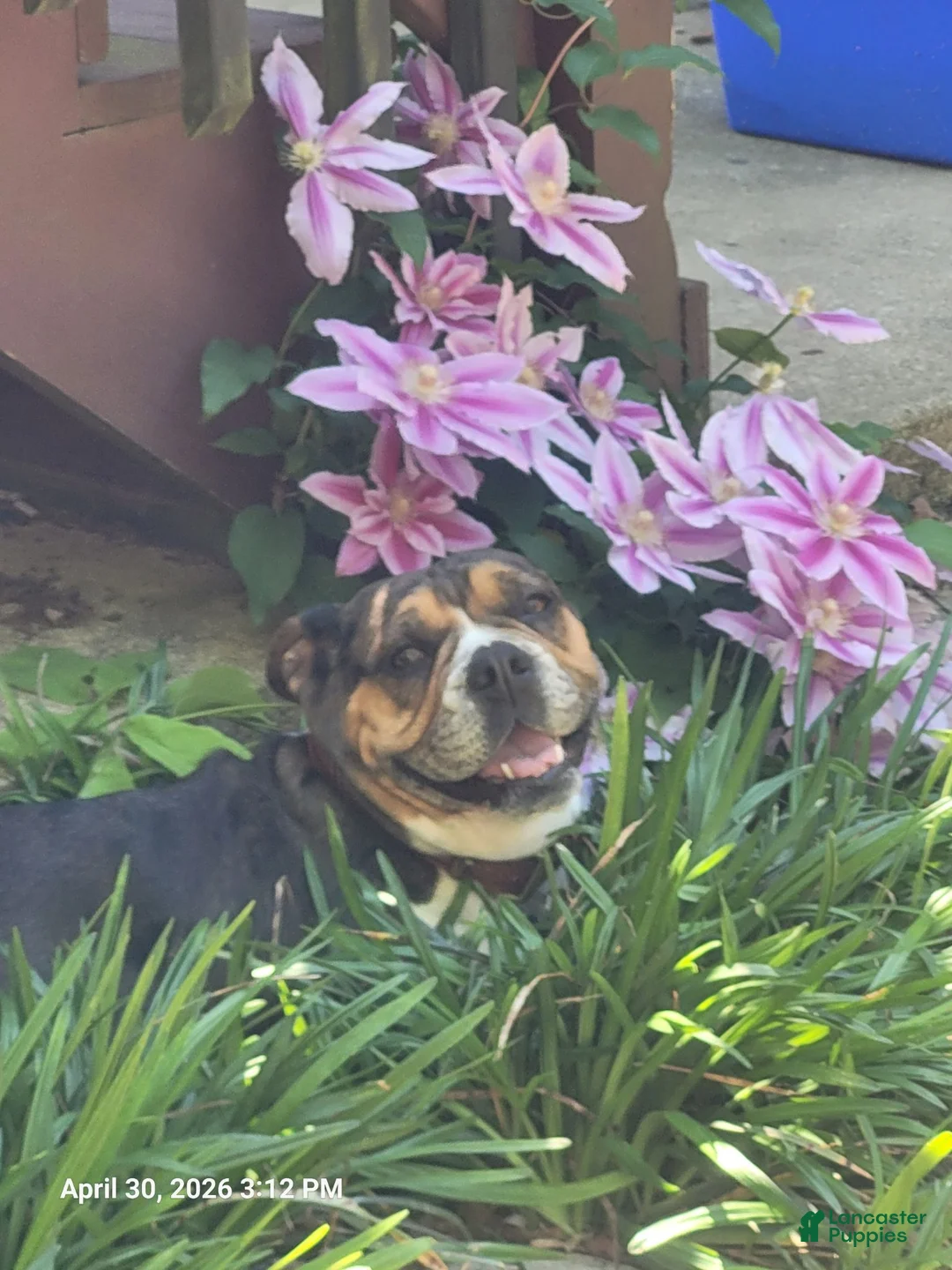 Mixed Breed dogs for sale: Eva - Ad 5