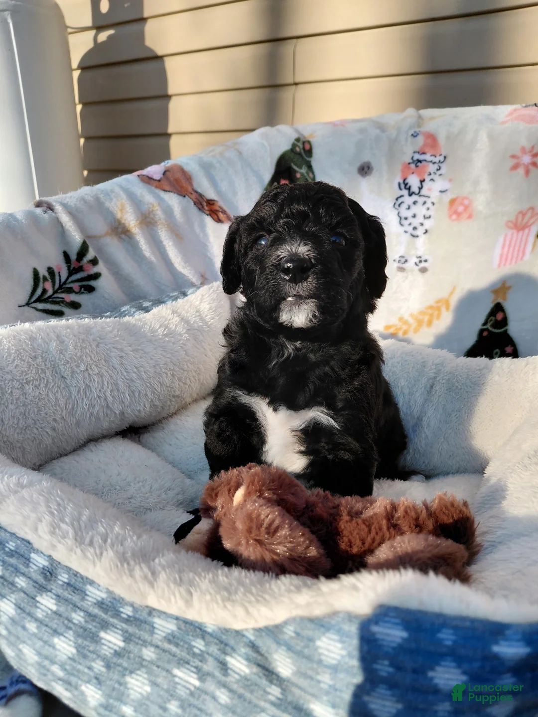 Mini Goldendoodle dogs for sale: Mini Goldendoodle Puppy CHELSEA - Ad 1