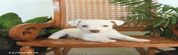 Jack Russell Terrier dogs for sale: Rascal - Ad 2