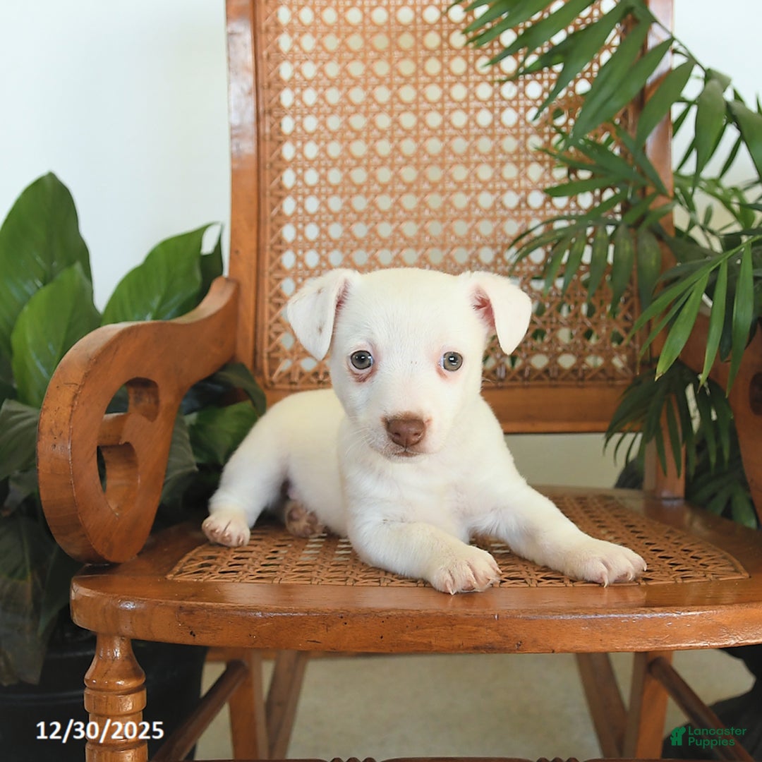 Jack Russell Terrier dogs for sale: Rascal - Ad 2
