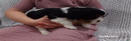 Cavalier King Charles Spaniel dogs for sale: Cavalier King Charles Spaniel Puppy 3 - Ad 18