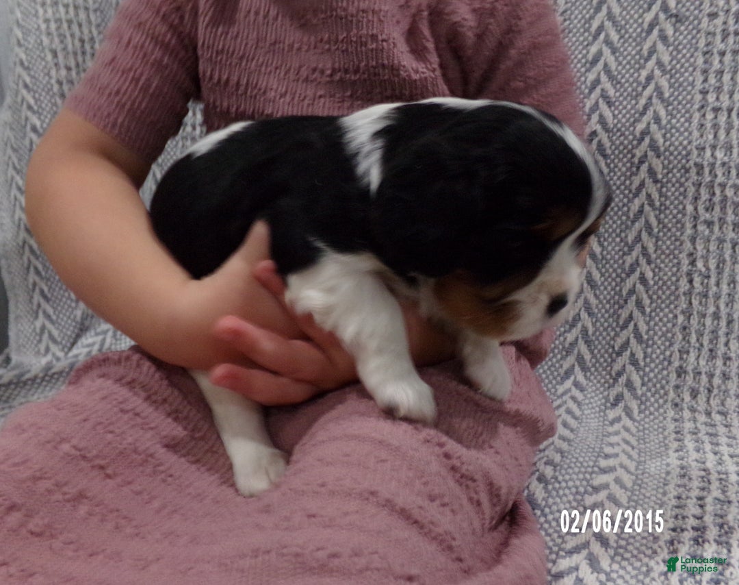 Cavalier King Charles Spaniel dogs for sale: Cavalier King Charles Spaniel Puppy 3 - Ad 18