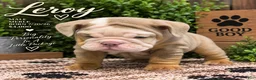 English Bulldog dogs for sale: Leroy - Ad 1