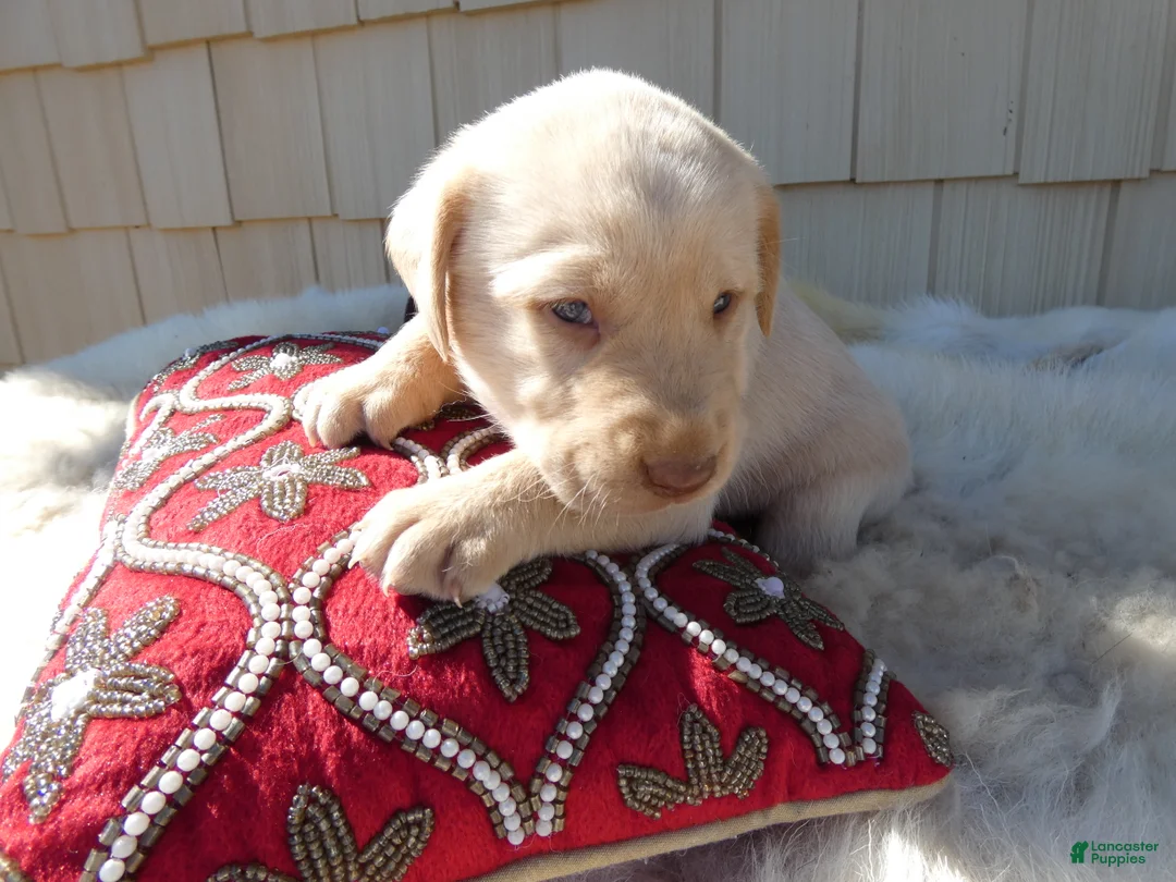 Labrador Retriever dogs for sale: Labrador Retriever 5 Rossford - Ad 2