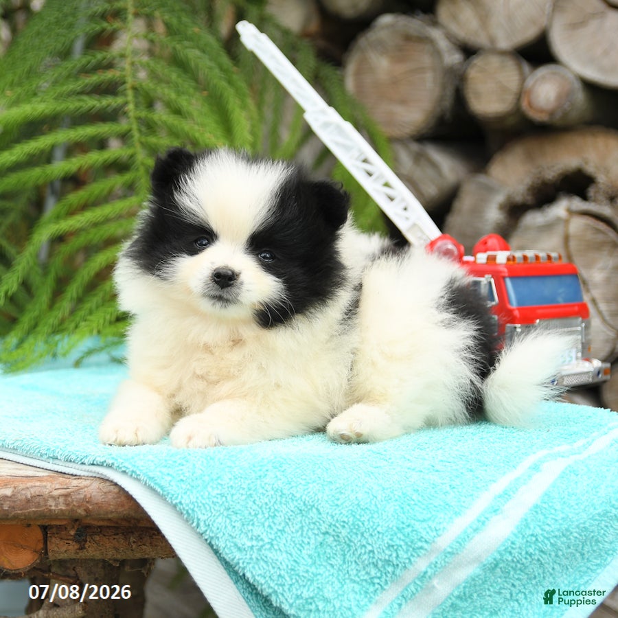 Pomeranian dogs Candy - Ad 2