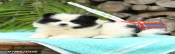 Pomeranian dogs for sale: Candy - Ad 2