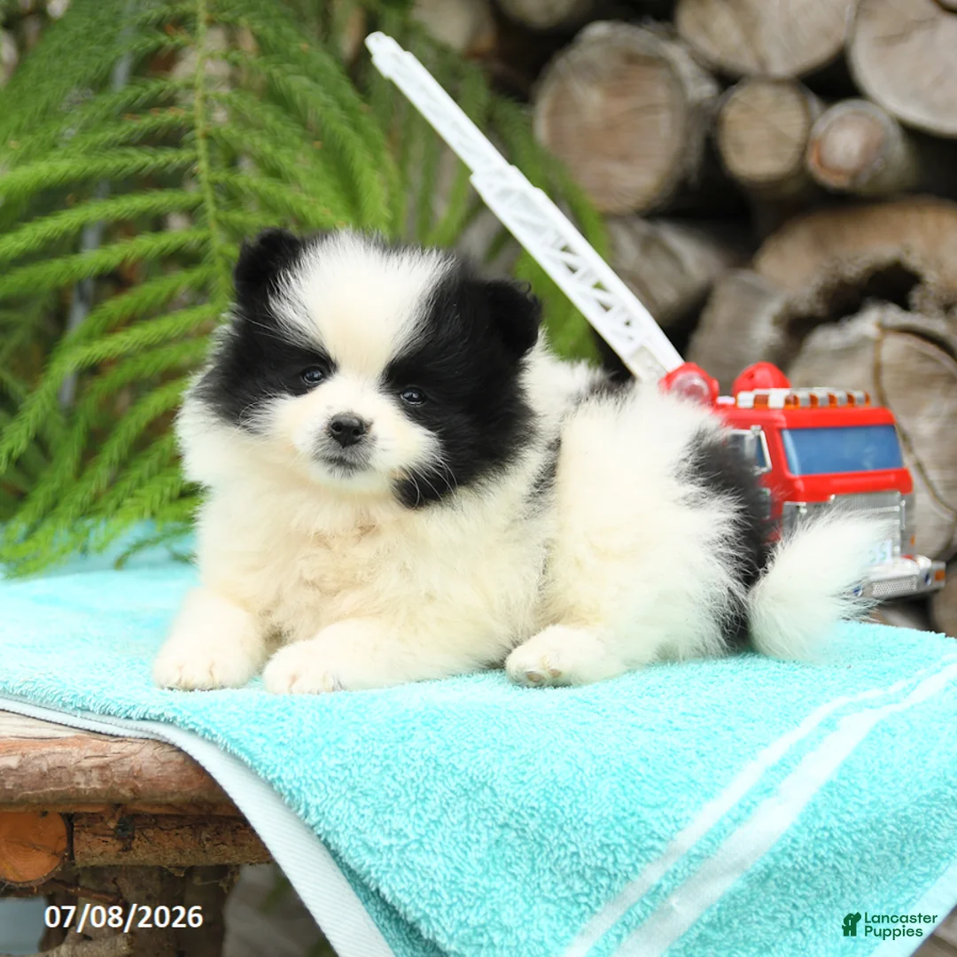Pomeranian dogs for sale: Candy - Ad 2