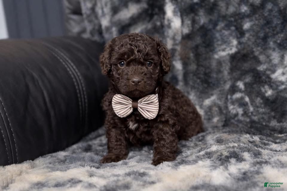 Mini Aussiedoodle dogs Coco - Ad 34