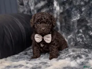 Mini Aussiedoodle dogs Coco - Ad 34