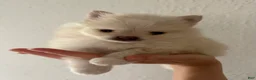 Pomeranian dogs for sale: Lustring  - Ad 2