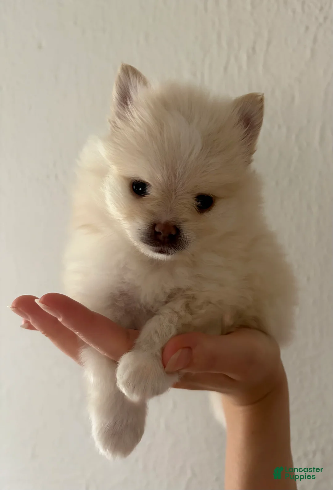 Pomeranian dogs for sale: Lustring  - Ad 2