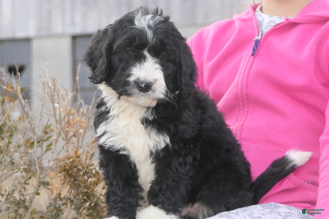 Mini Bernedoodle dogs for sale: Mini Bernedoodle Denver - Ad 2
