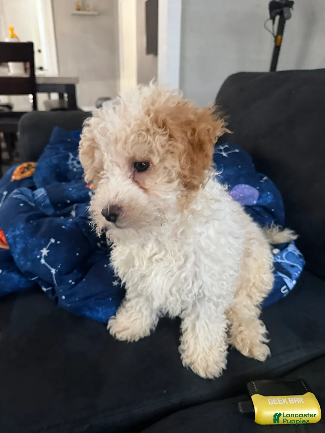 Mini Goldendoodle dogs for sale: Mini Goldendoodle Puppy 4 - Ad 2