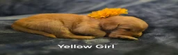 Golden Retriever dogs for sale: Yellow Girl - Ad 8