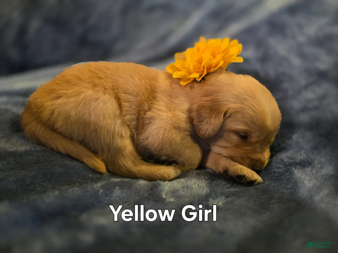 Golden Retriever dogs for sale: Yellow Girl - Ad 8