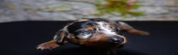 Miniature Dachshund dogs for sale: Miniature Dachshund Puppy 4 - Ad 11
