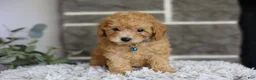 Toy Poodle dogs for sale: Chico - Ad 1