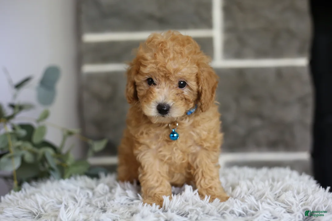 Toy Poodle dogs for sale: Chico - Ad 1