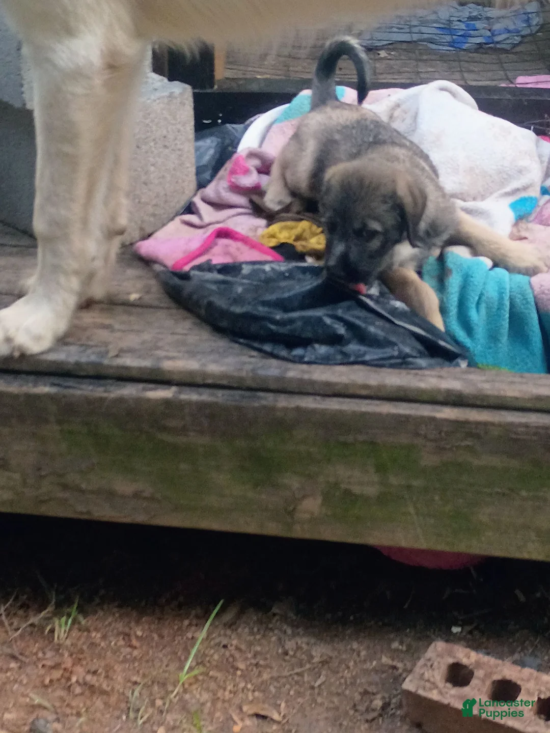 Mixed Breed dogs for sale: MARBLE GIRL - Ad 4