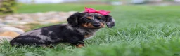 Miniature Dachshund dogs for sale: Lucy - Ad 8