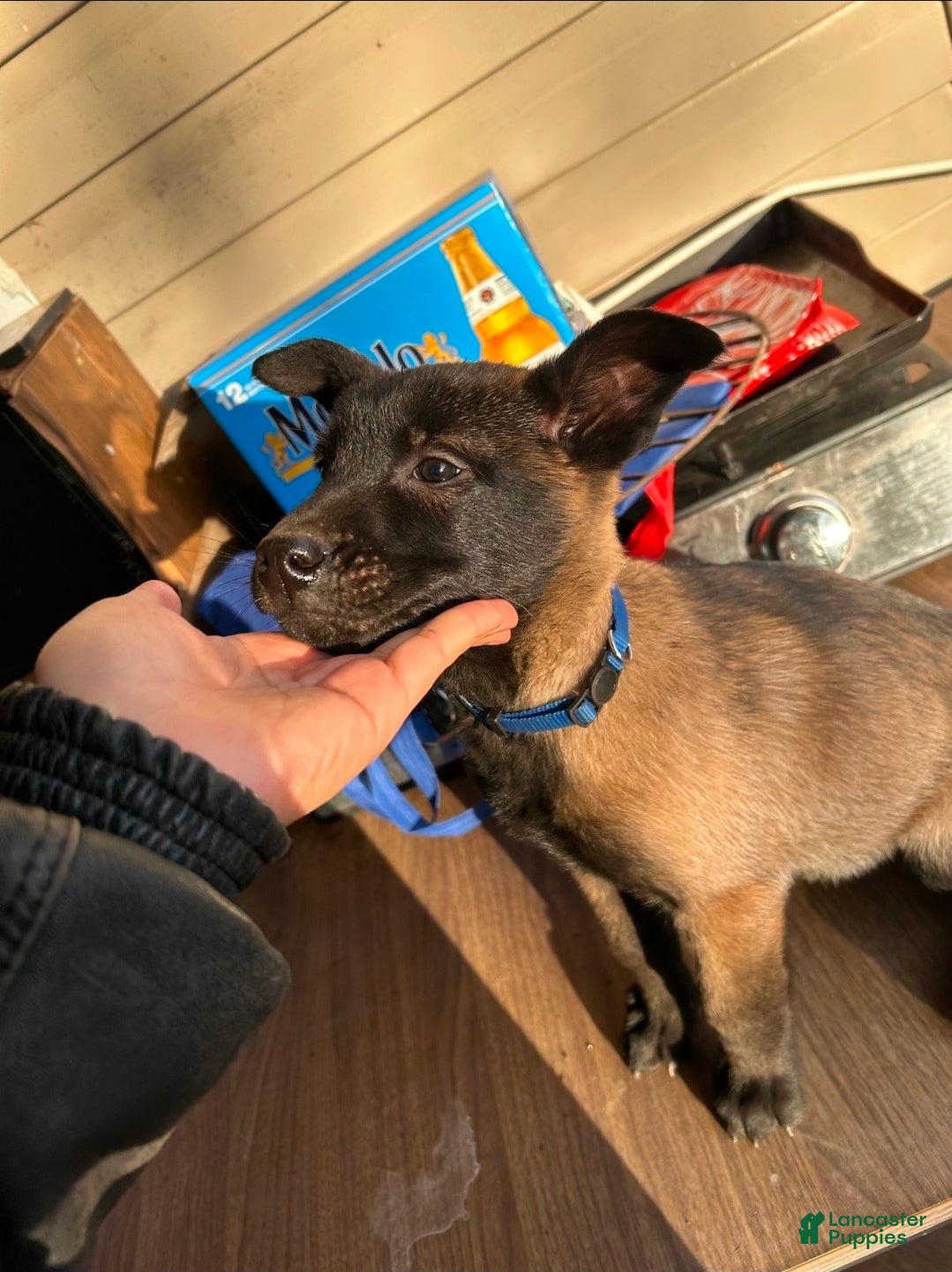 Belgian Malinois dogs Belgian Malinois Puppy 3 - Ad 36