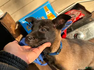 Belgian Malinois dogs Belgian Malinois Puppy 3 - Ad 36