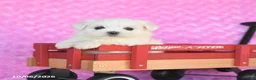Maltese dogs for sale: Pluto - Ad 3