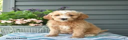 Mini Goldendoodle dogs for sale: Alex - Ad 1