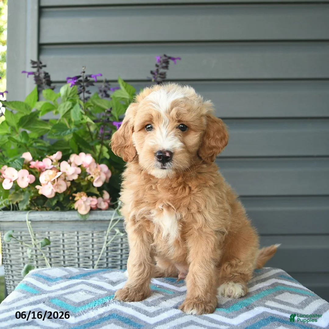 Mini Goldendoodle dogs for sale: Alex - Ad 1