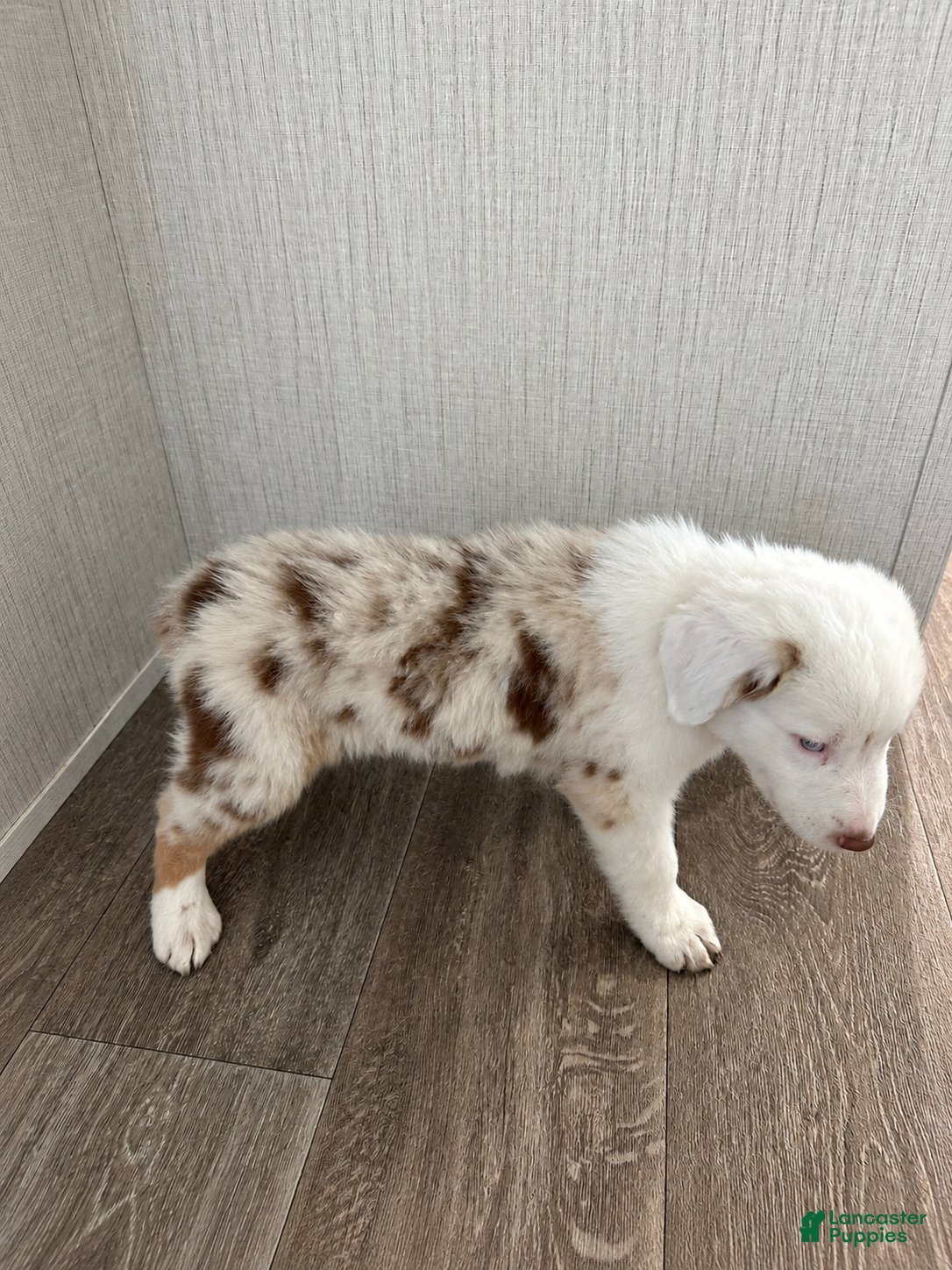 Australian Shepherd dogs Ella - Ad 2