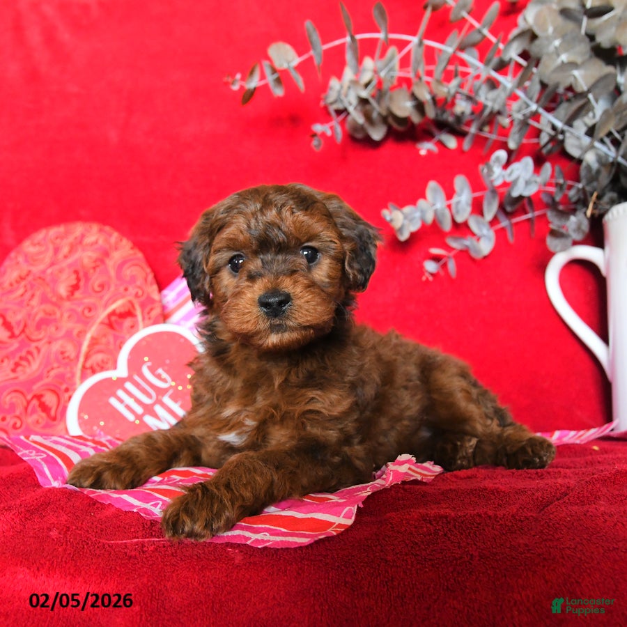 Yorkiepoo dogs Calvin - Ad 2