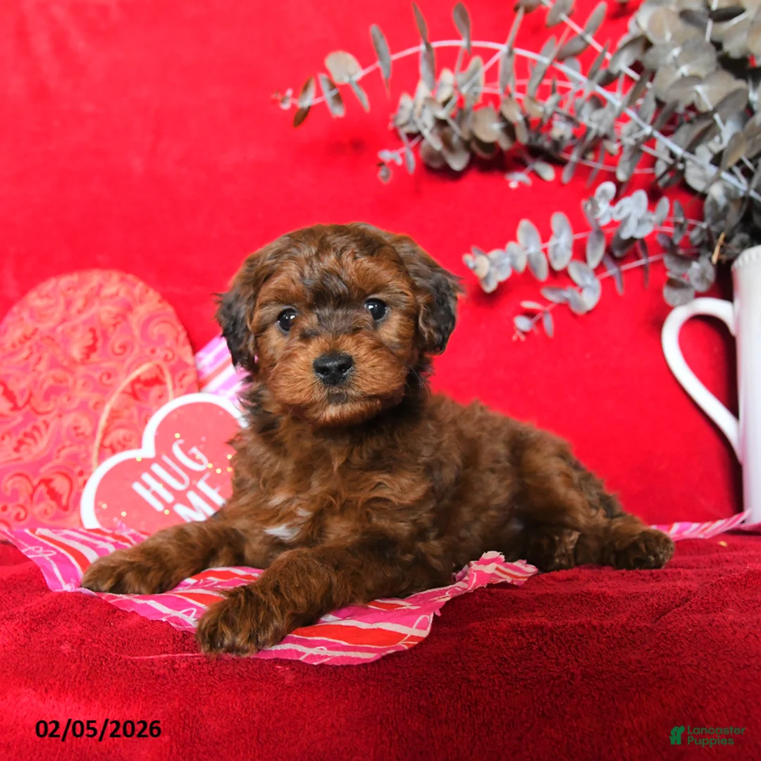 Yorkiepoo dogs for sale: Calvin - Ad 2