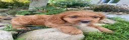 Cockapoo dogs for sale: Cash - Ad 4